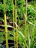 Phyllostachys a. spectabilis