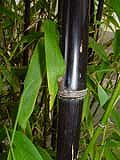 Phyllostachys nigra