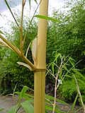 Phyllostachys 