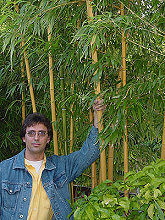 Phyllostachys