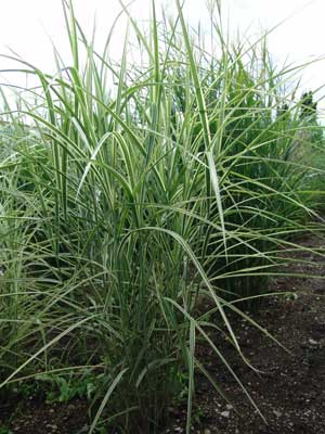 Miscanthus variegatus