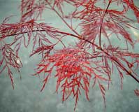 Acer palmatum red filigree lace