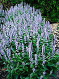 Agastache x blue fortune 