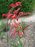 Crocosmia