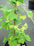 Gingko biloba