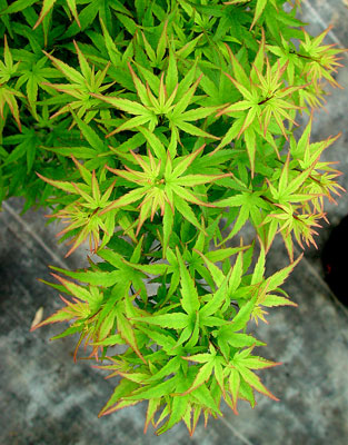 Acer palmatum Sharps pygmy