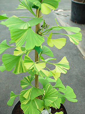 Gingko biloba albovariegata