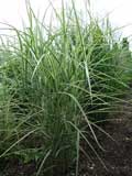 Miscanthus s.variegatus