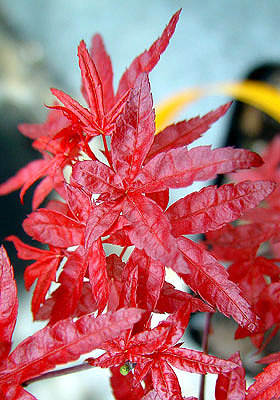 Acer palmatum beni fushigi