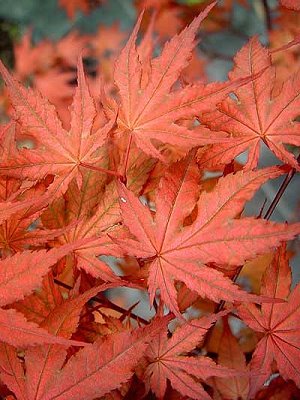 Acer palmatum kasagy yama