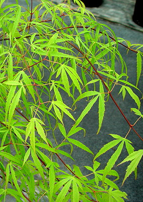 Acer palmatum koto no ito