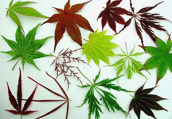 Eine unglaubliche Vielfalt
in Farbe und Form bei Acer palmatum