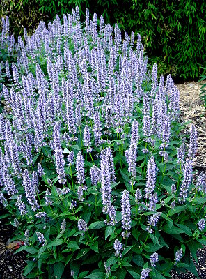 Agastache x blue fortune