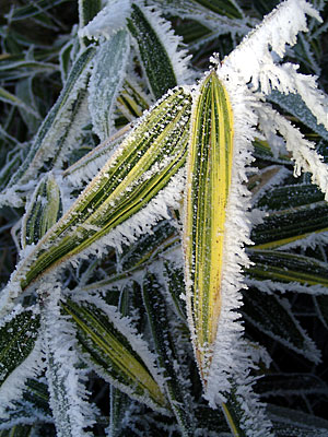 Bambus im Winter