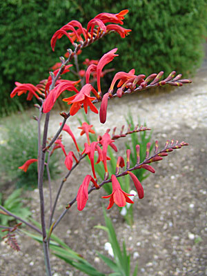 Crocosmia lucifer