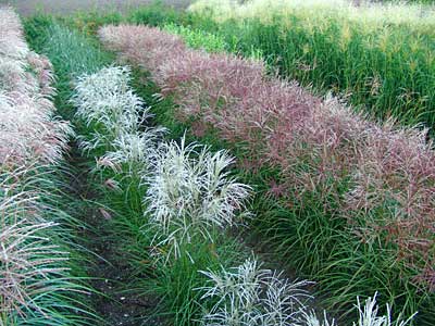 Farbenspiel verschiedener Miscanthus-Sorten