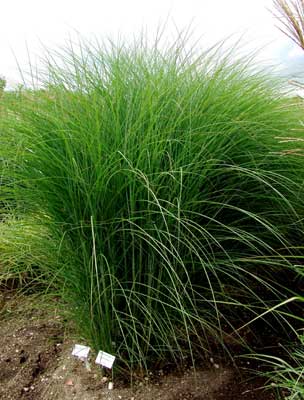 Miscanthus s. gracillimus