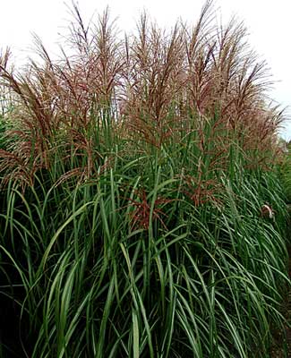 Miscanthus s. malepartus