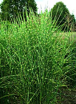 Miscanthus s. strictus