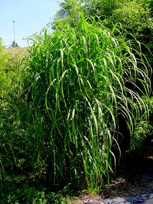 Miscanthus s.giganteus