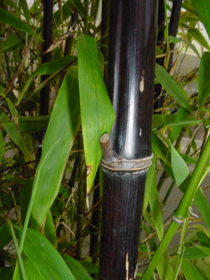 Phyllostachys nigra