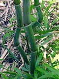 Phyllostachys aureosulcata