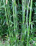 Phyllostachys bissetii